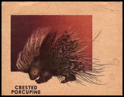 112 Crested Porcupine